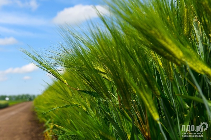 Продам земельный участок 43,23 Га.