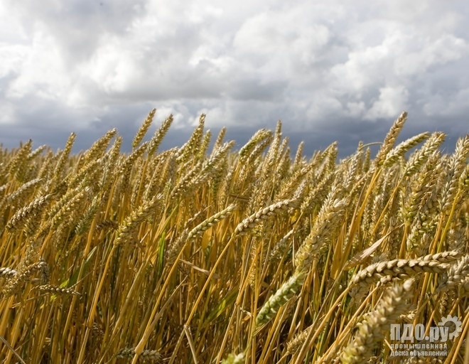 Семена пшеницы озимой  : Краса Дона, Станичная, Лидия