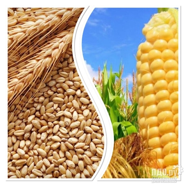 ячмень лен.