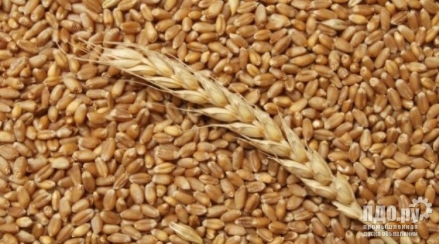 Пшеница, закупаем СРТ Темрюк