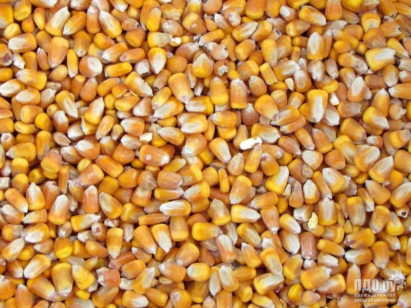 Кукуруза 3500 тонн Кукуруза в зерне