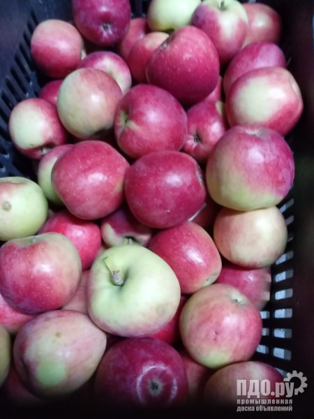 Купить Яблоко Оптом Авито