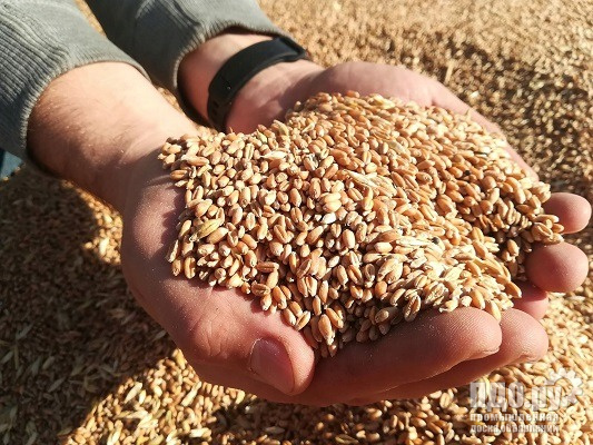 Milling wheat to Iran