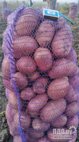 Продаем картофель урожай 2022 сорт Гала,Редскарлет.
