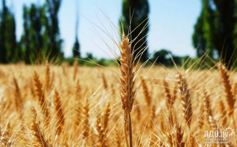 Семена озимой пшеницы Алексеич, Безостая-100, Степь, Таня, Гром, Юка и др.