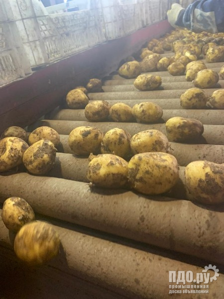 Картофель Винетта, урожай 2022г.