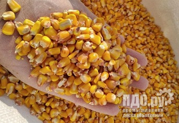 Yellow corn - for export