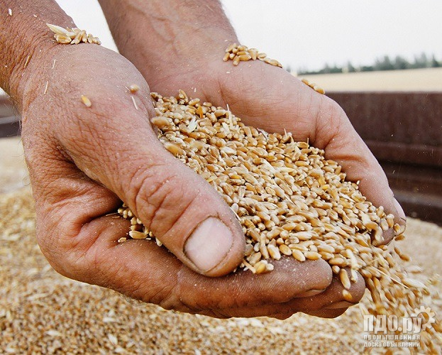 Milling wheat - Novorossiysk