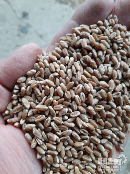 Пшеница твердых сортов 3,4 класса