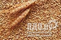 Зерно пшеницы кормовое фуражное