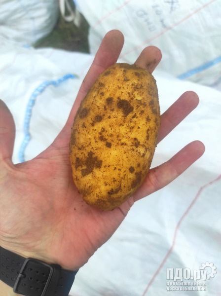 Картофель продовольственный, урожай 2023, сорт Фиделия