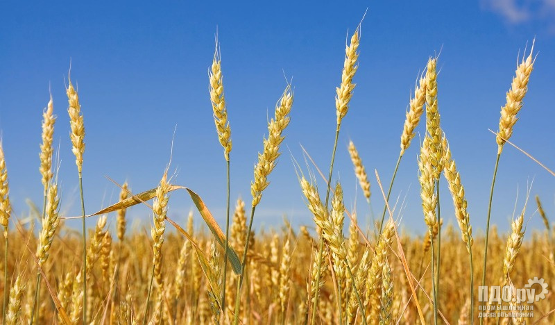 Пшеница 20.000 тн Агрохолдинг Васюринский