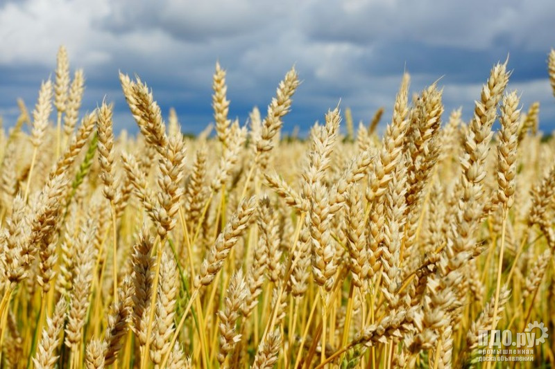 Семена- соя, пшеница,ячмень, гречиха,урожай 2023
