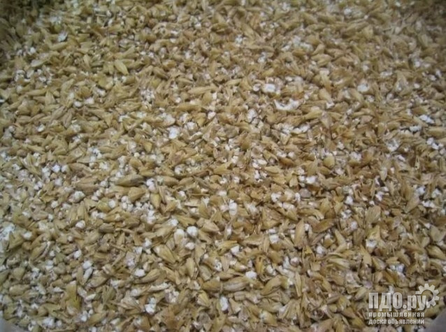 Broken barley grain - Astara Iran - supplies
