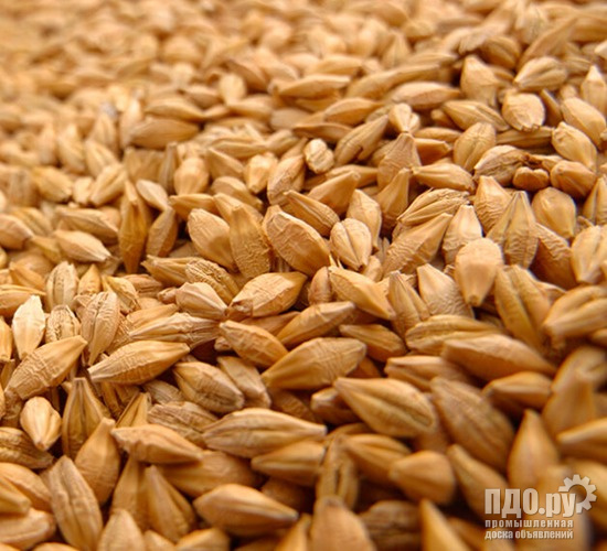 Feed barley: 3200 tons. Anzali port.