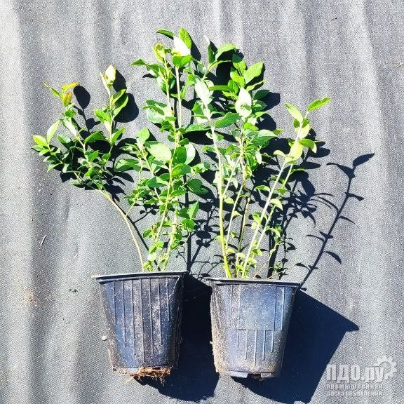 Саженцы голубики двухлетние оптом