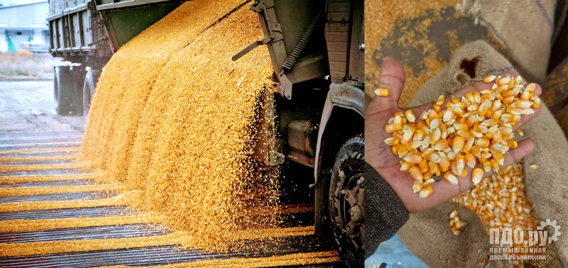 Усть-Луга: продажа кукурузы. От 200 тонн.