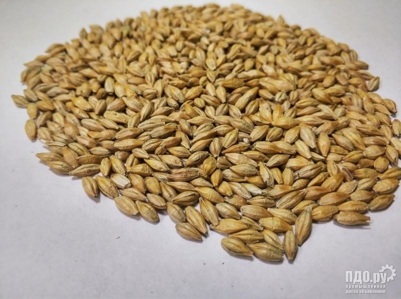 Barley grain: export to Iran  Iraq.