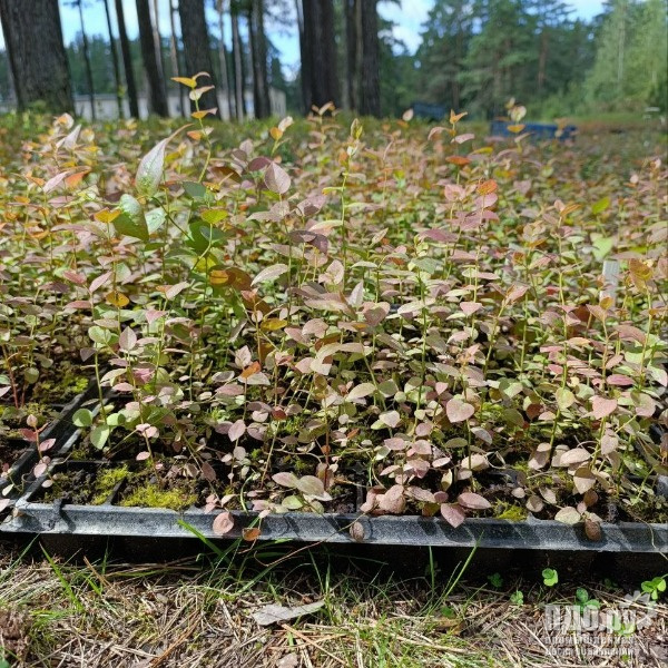 Саженцы голубики 10-15 см, оптом, доставка