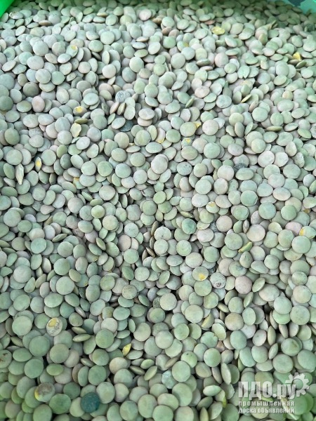 Чечевица зеленая