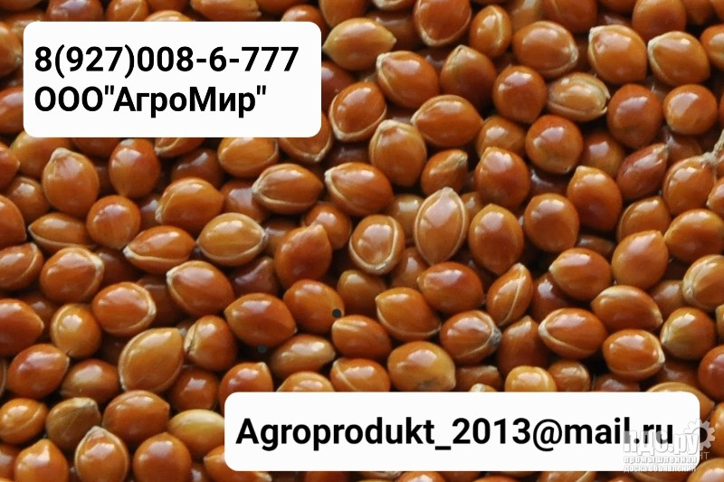 Куплю Просо на завод