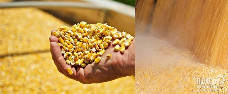 Кукуруза: прямые поставки в Китай.