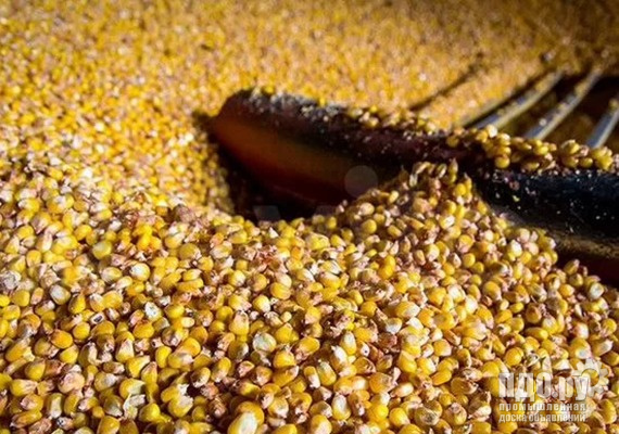 Кукуруза: поставки в Китай и Монголию.