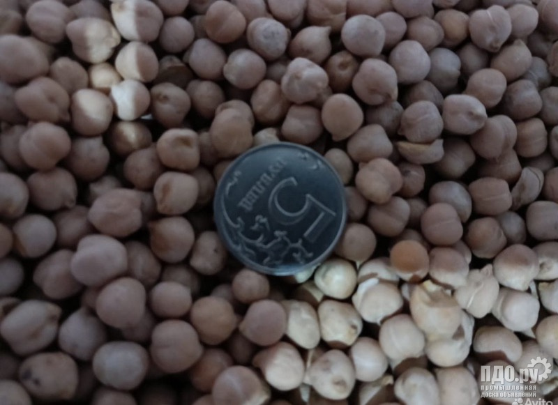 Семена Нута