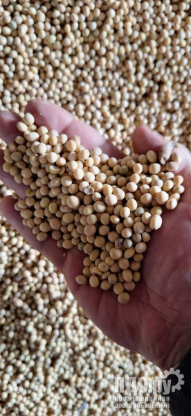 Соевые бобы: поставки в Китай.