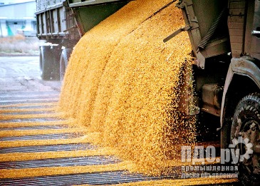 Кукуруза: прямые поставки по СЗФО России.