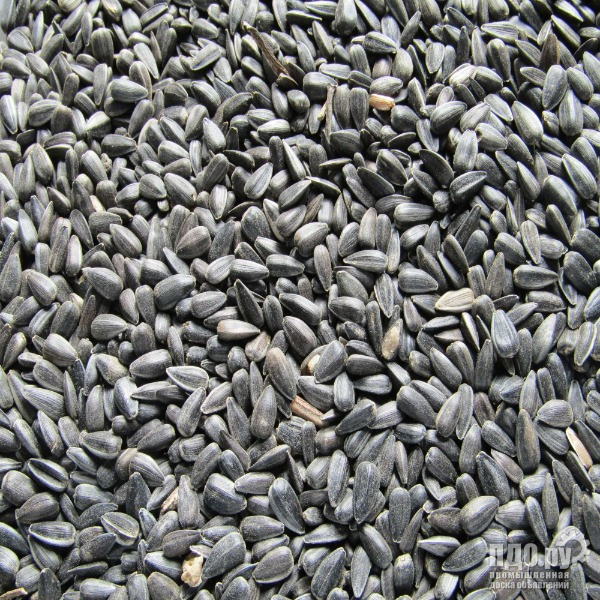 Продам подсолнечник в количестве 3000 тонн!!!