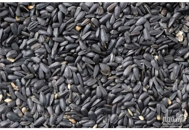 Подсолнечник масличный