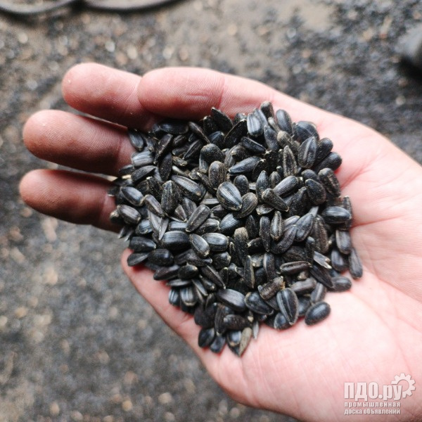 Продам подсолнечник 60 тонн ГОСТ