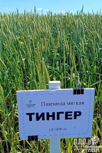 Семена пшеницы мягкой яровой сорт Тингер