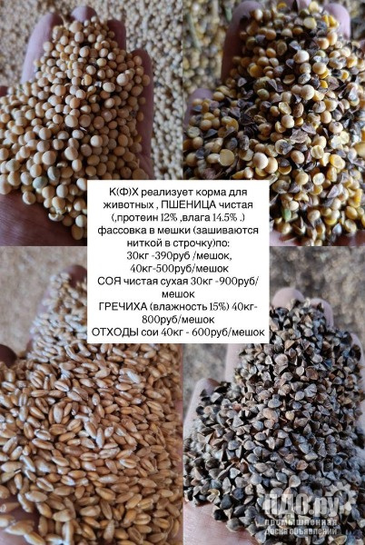 Пшеница фасовка