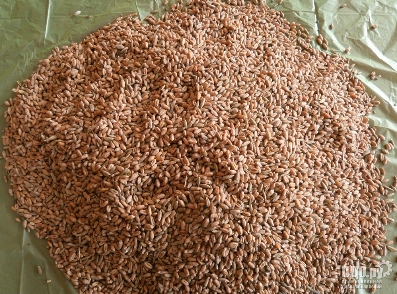 Зерно: пшеница, кукуруза, ячмень. Продажа.