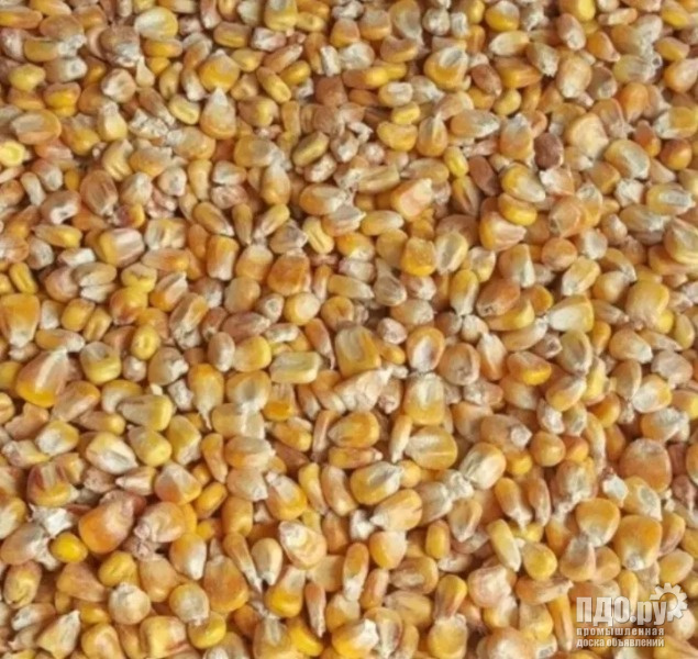 Кукуруза продовольственная