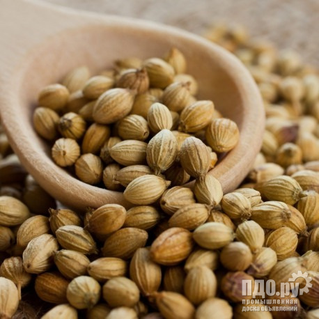 Закупаем кориандр