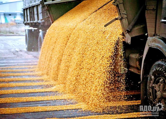 Кукуруза: прямые поставки по СЗФО России.