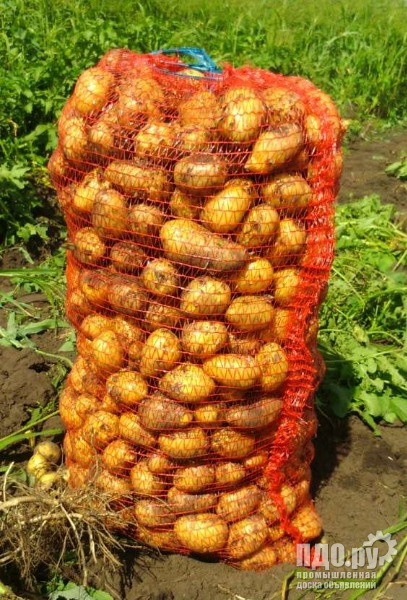 Картофель Оптом