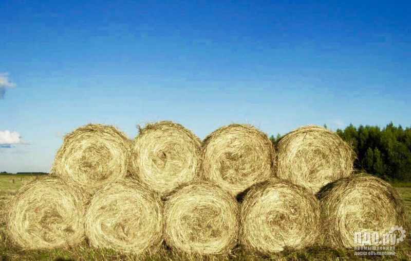 Сено в рулонах 2025 года
