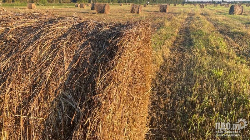 Приобретаем сою, пшеницу, рапс любого качества в любом объёме!