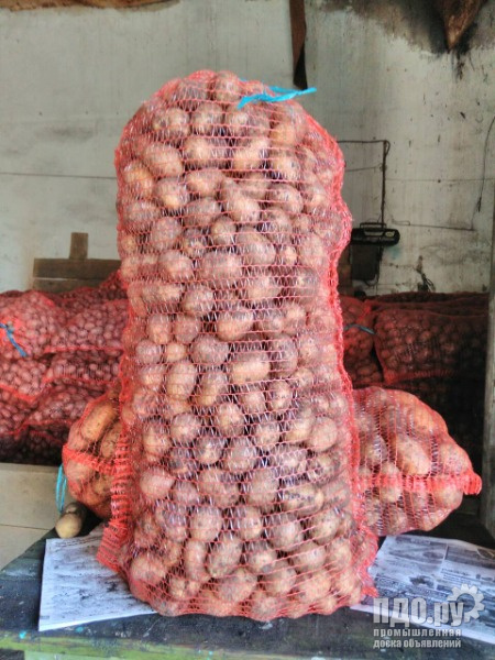 Картофель Оптом