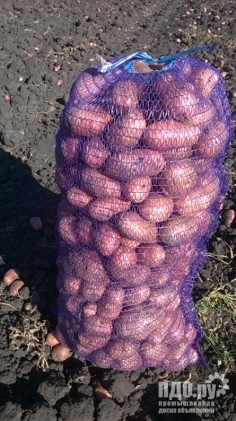 Картофель оптом