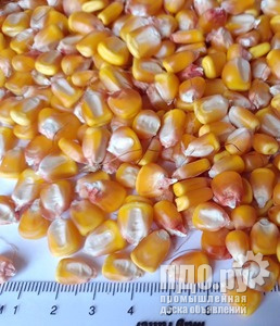 Кукуруза: прямые поставки в Махачкалу.