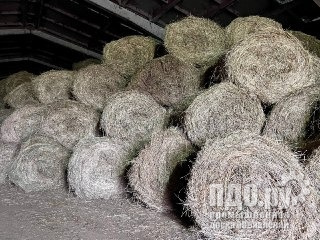 Сено в рулонах 2025 года