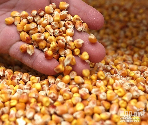 Кукуруза: прямые поставки в страны СНГ.