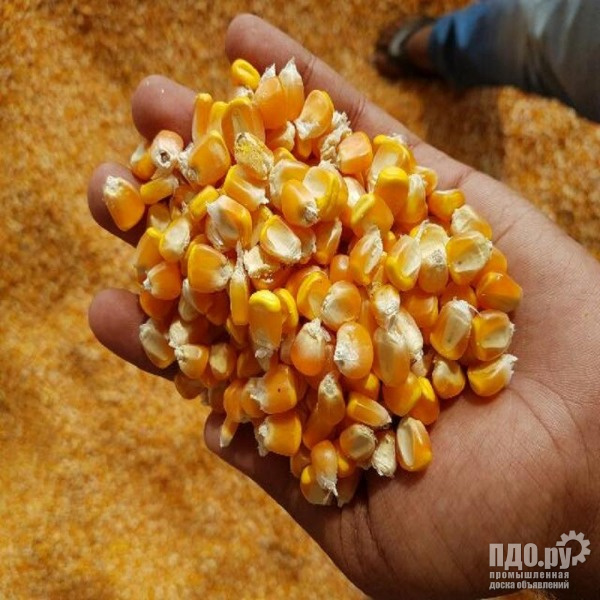 Yellow corn: supply to Iran.