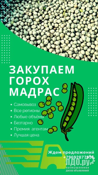 Закупаем зеленый горох мадрас.