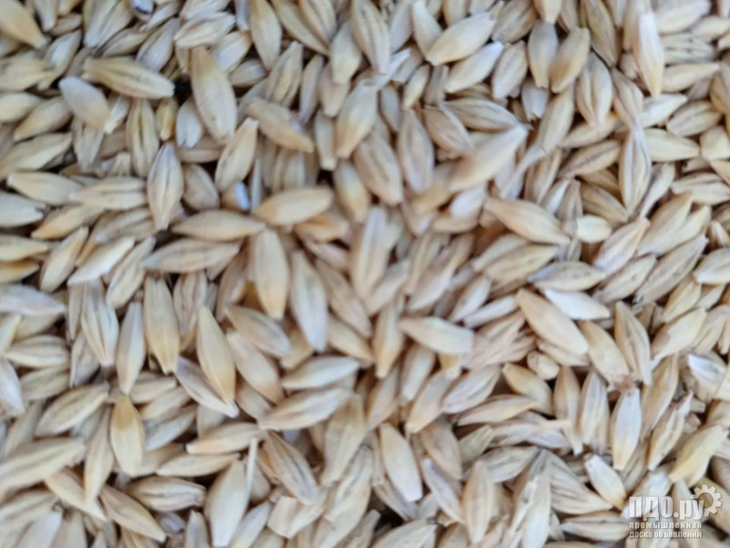 Продам подсолнечник, ячмень